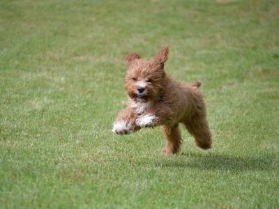 Cockapoo playing Cockapoo playing