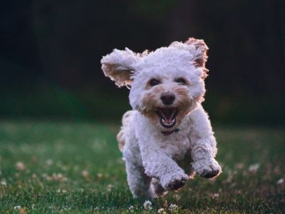 Cockapoo in the garden