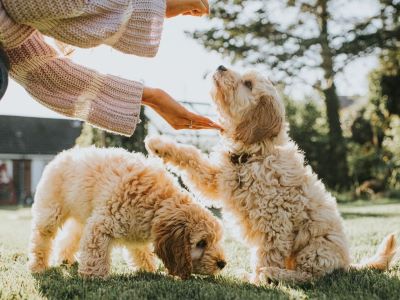 feeding cockapoos