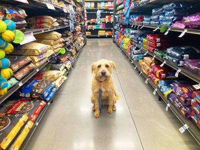 dog in a store dog in a store