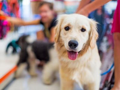 Tips for Pet Parents Tips for Pet Parents