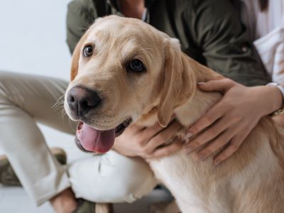 are potatoes healthy for dog? are potatoes healthy for dog?