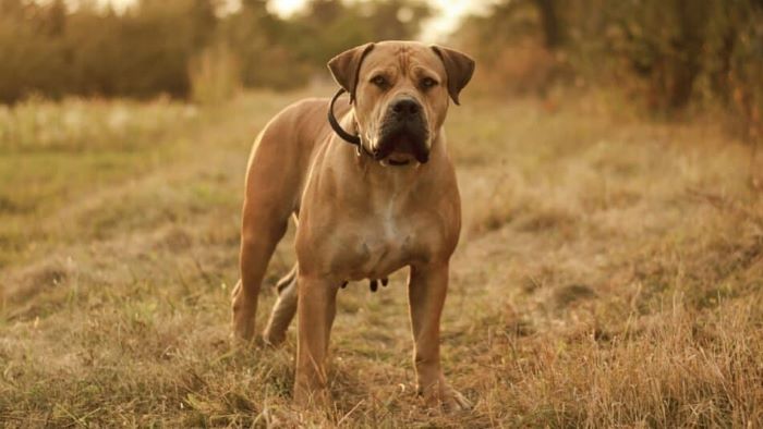 Banned Dog Breeds UK Banned Dog Breeds UK