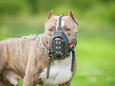 Banned Dog Breeds UK Banned Dog Breeds UK