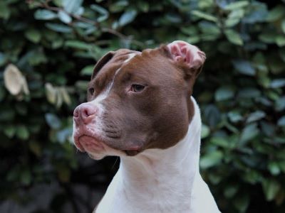 banned dogs in the uk banned dogs in the uk