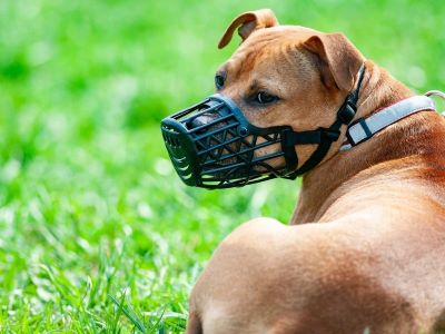 banned dog in the uk banned dog in the uk