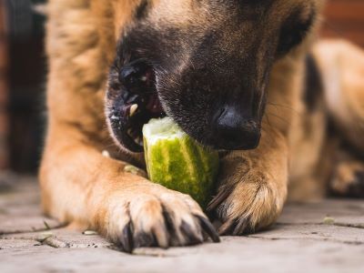 Gherkins for dog Gherkins for dog