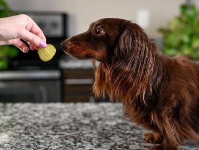 Precautions for Feeding Gherkins to Dog Precautions for Feeding Gherkins to Dog