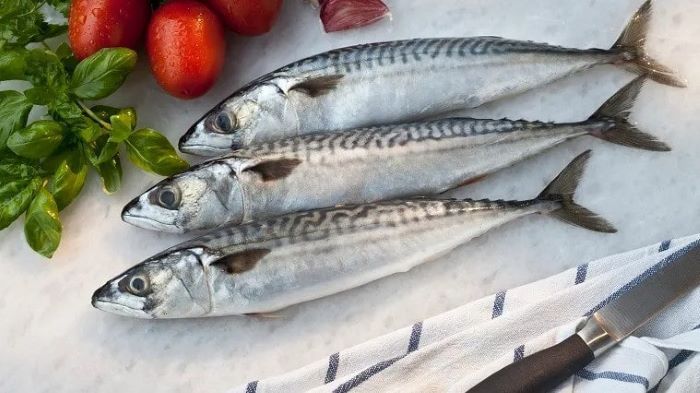 Can Dogs Eat Mackerel