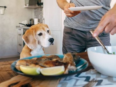 Can Dogs Eat Mackerel