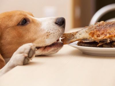 dog eating fish