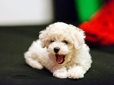 Hiccups in dogs Hiccups in dogs