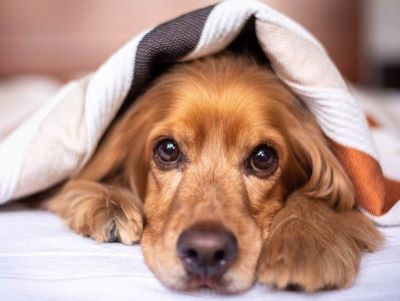 causes of hiccups in dog causes of hiccups in dog