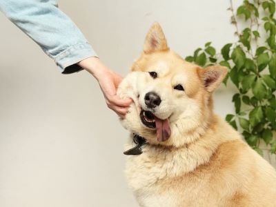 How to Handle Dog Hiccups How to Handle Dog Hiccups