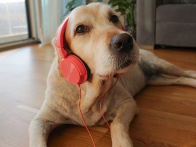 dog with headphone dog with headphone