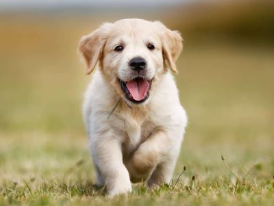 happy dog happy dog