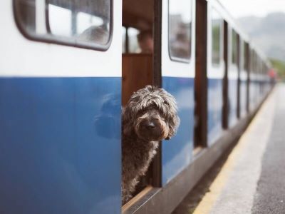 dog on a train dog on a train
