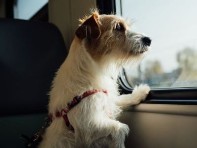 dog looking out of the window