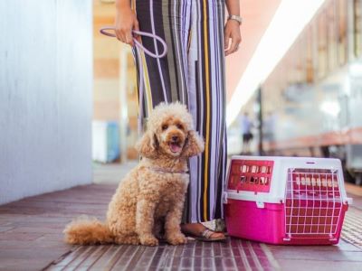 dog with a carrier dog with a carrier