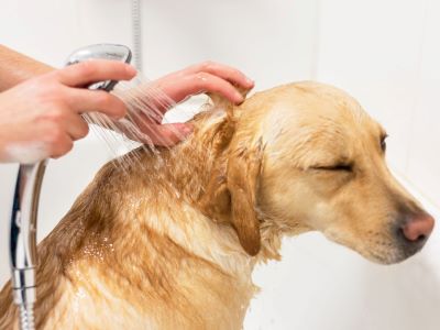 can you use human shampoo on dogs?