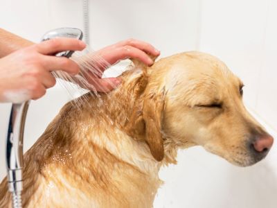 Using Human Shampoo on Dogs Shampoo for dogs