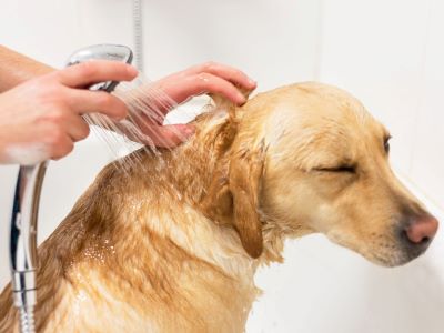 Shampoo for dogs