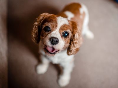 can you use optrex on dogs? can you use optrex on dogs?