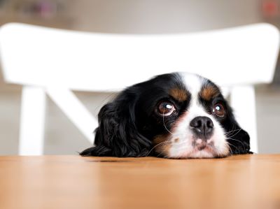 how to use optrex on dog? how to use optrex on dog?