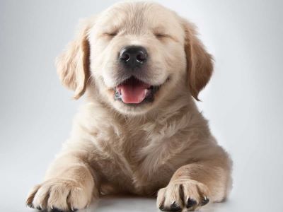 Dogs Burp Dogs Burp
