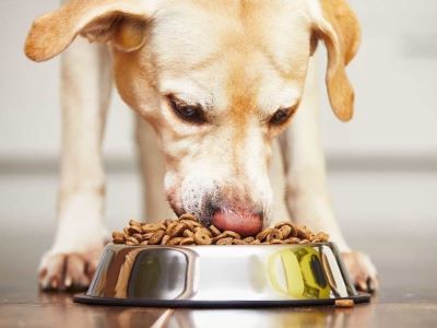 a dog eating a dog eating