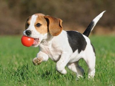 a dog playing