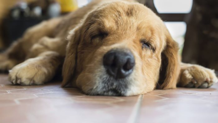 Gallery Detail: Do Dogs Burp Gas And Giggles