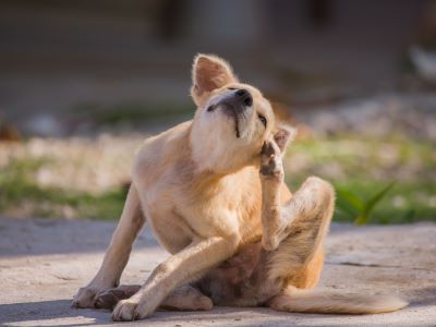 dog scratching dog scratching
