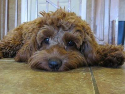 effects of over-exercising a Cockapoo effects of over-exercising a Cockapoo