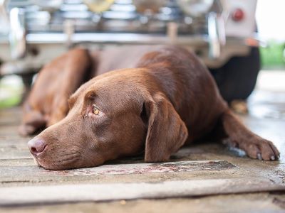 heatstroke in dog