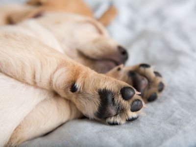 how do dogs sweat?