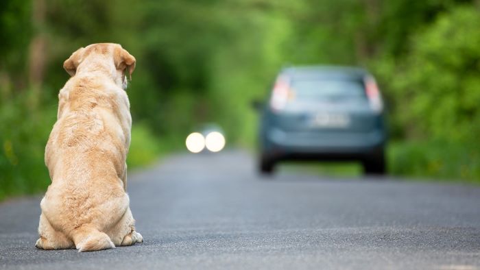 how long can you leave a dog alone? how long can you leave a dog alone?