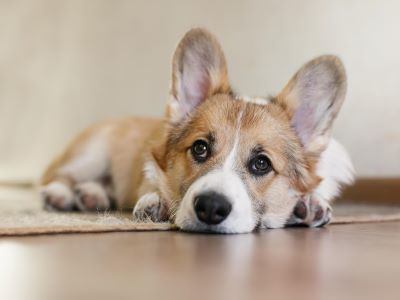 dog alone at home dog alone at home