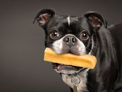 dog chewing dog chewing