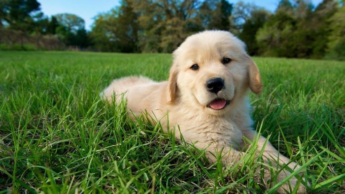 how long to keep a dog off the grass after seeding how long to keep a dog off the grass after seeding