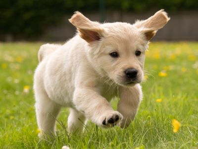 dog running dog running