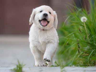 dog playing dog playing
