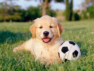 dog with foot ball