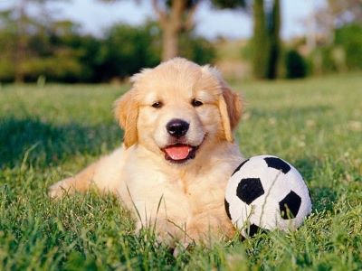 dog with foot ball dog with foot ball