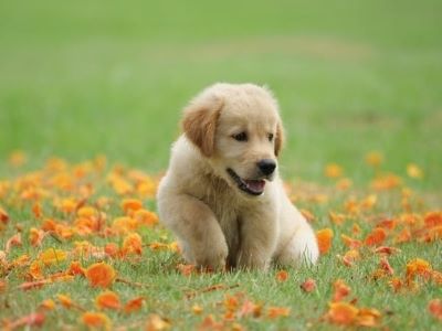 happy dog happy dog