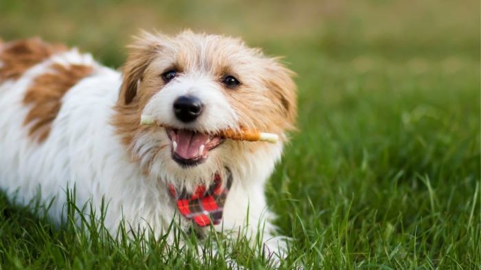 How Many Dental Chews Can a Dog Have a Day How Many Dental Chews Can a Dog Have a Day