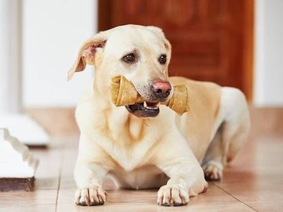 dog dental chew