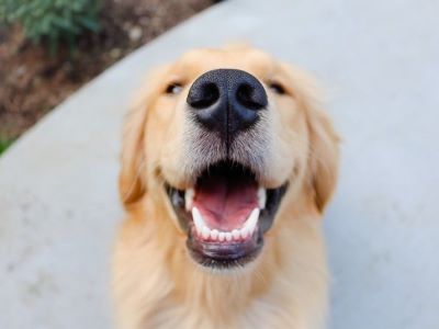 happy dog