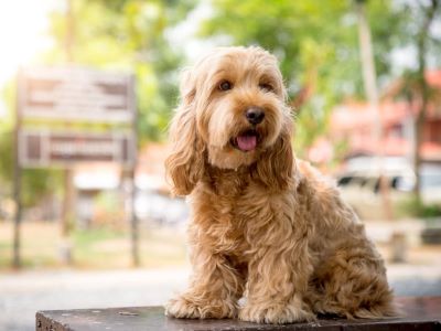 Cockapoo sitting Cockapoo sitting