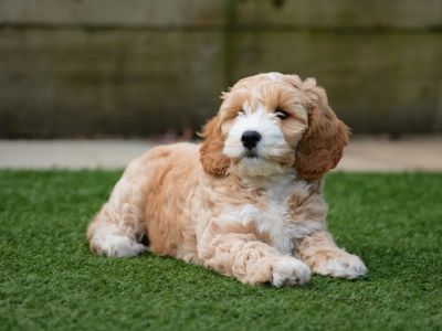 Cockapoo puppy Cockapoo puppy